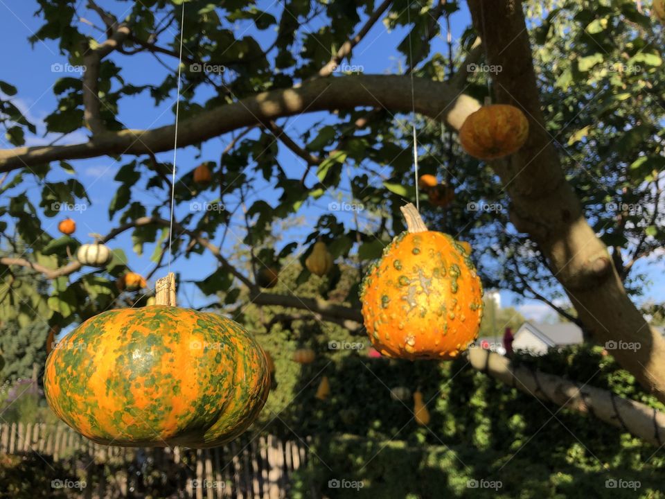 Pumpkins in the garden, Halloween