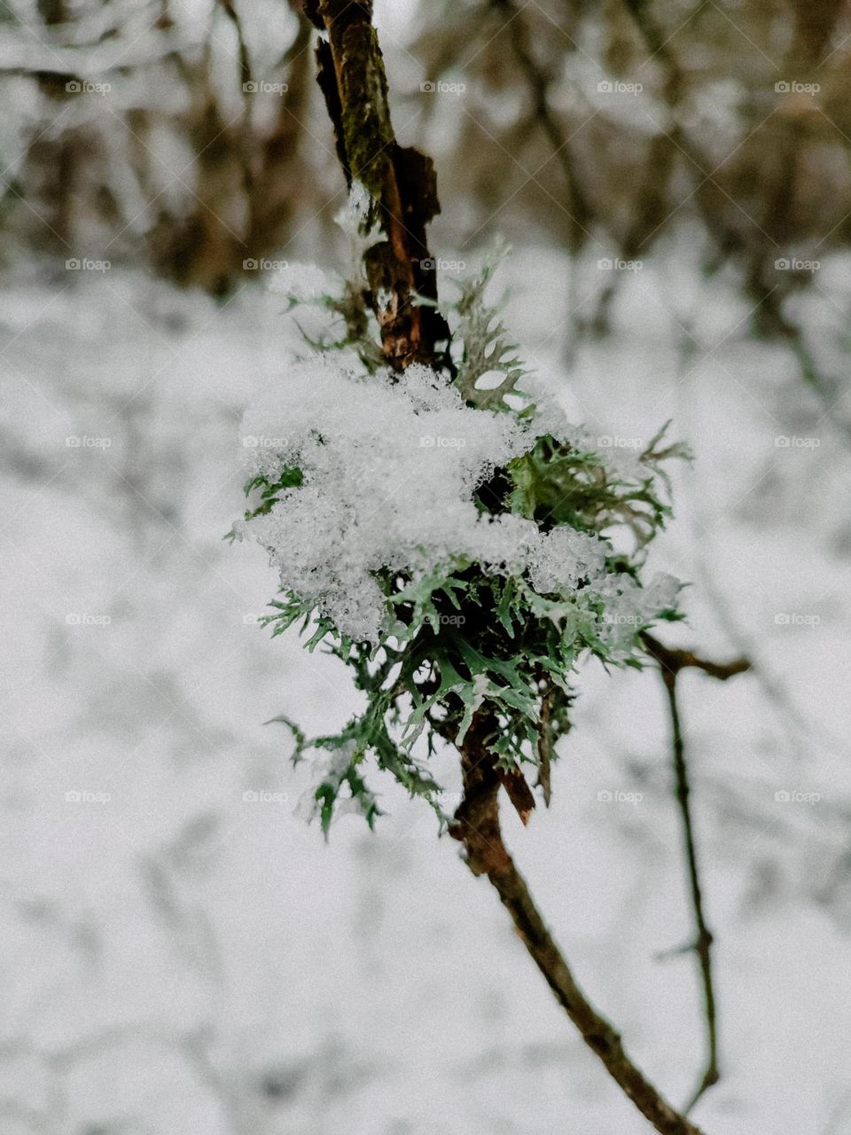 Green lichen on the tree branch, covered with snow in the winter forest. Nature details, botanical