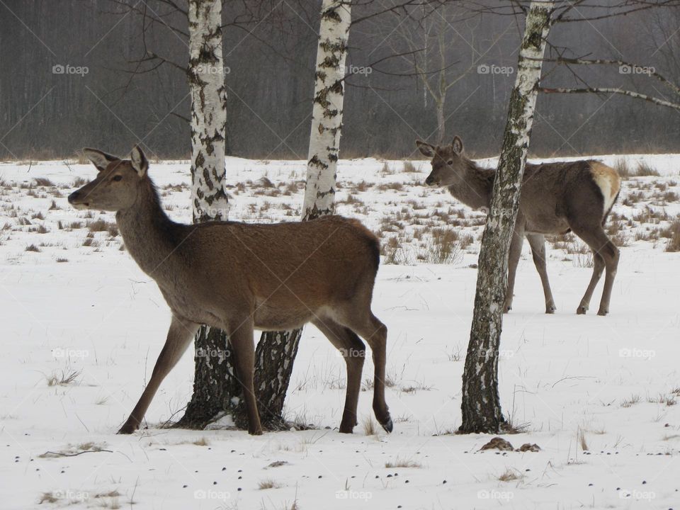 Deers in winter