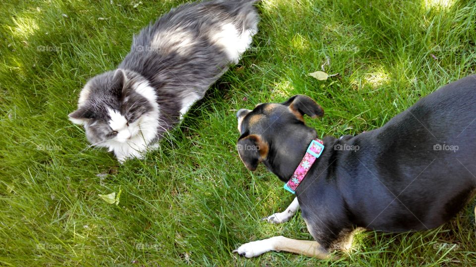 Best Friends. Who says cats and dogs can't get along? These two are laying in the grass together on a nice spring day.