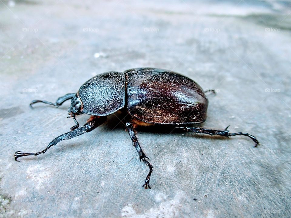 The rhinoceros beetle on the terrace of the yard