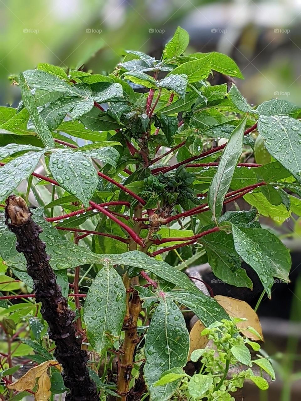cassava plants drenched in rain🌱🌧️