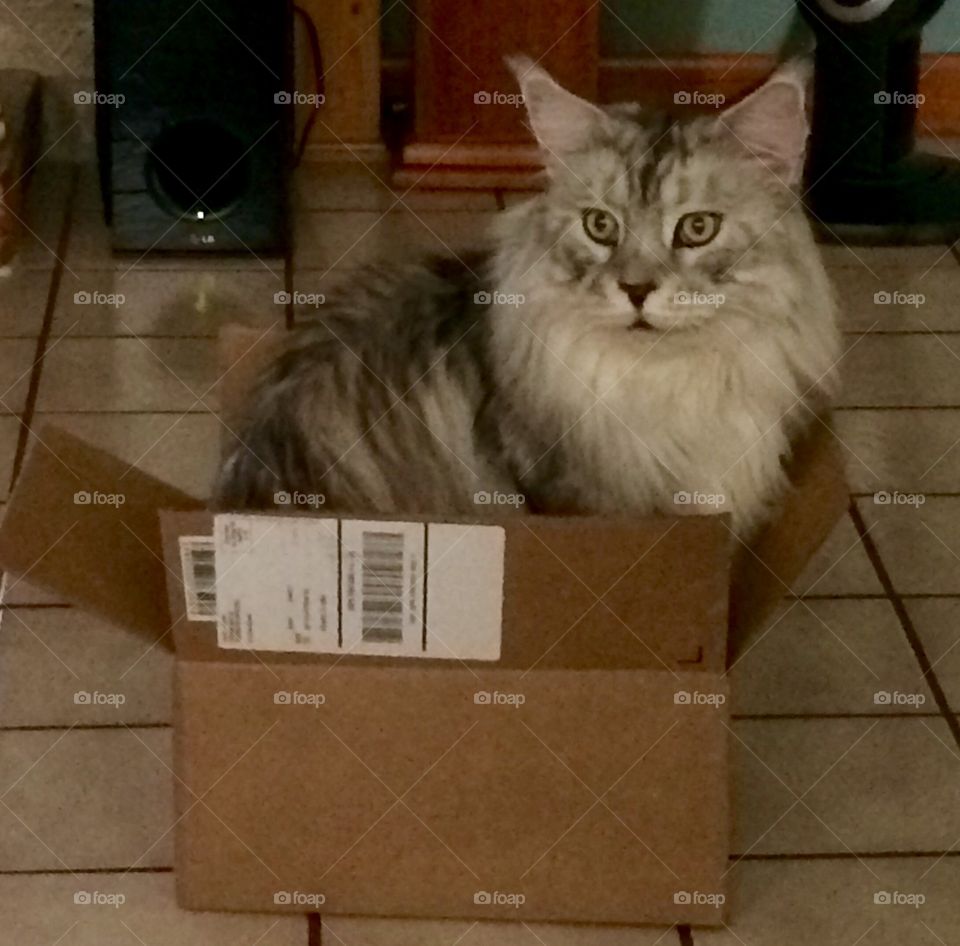 Does this box make my butt look big?
