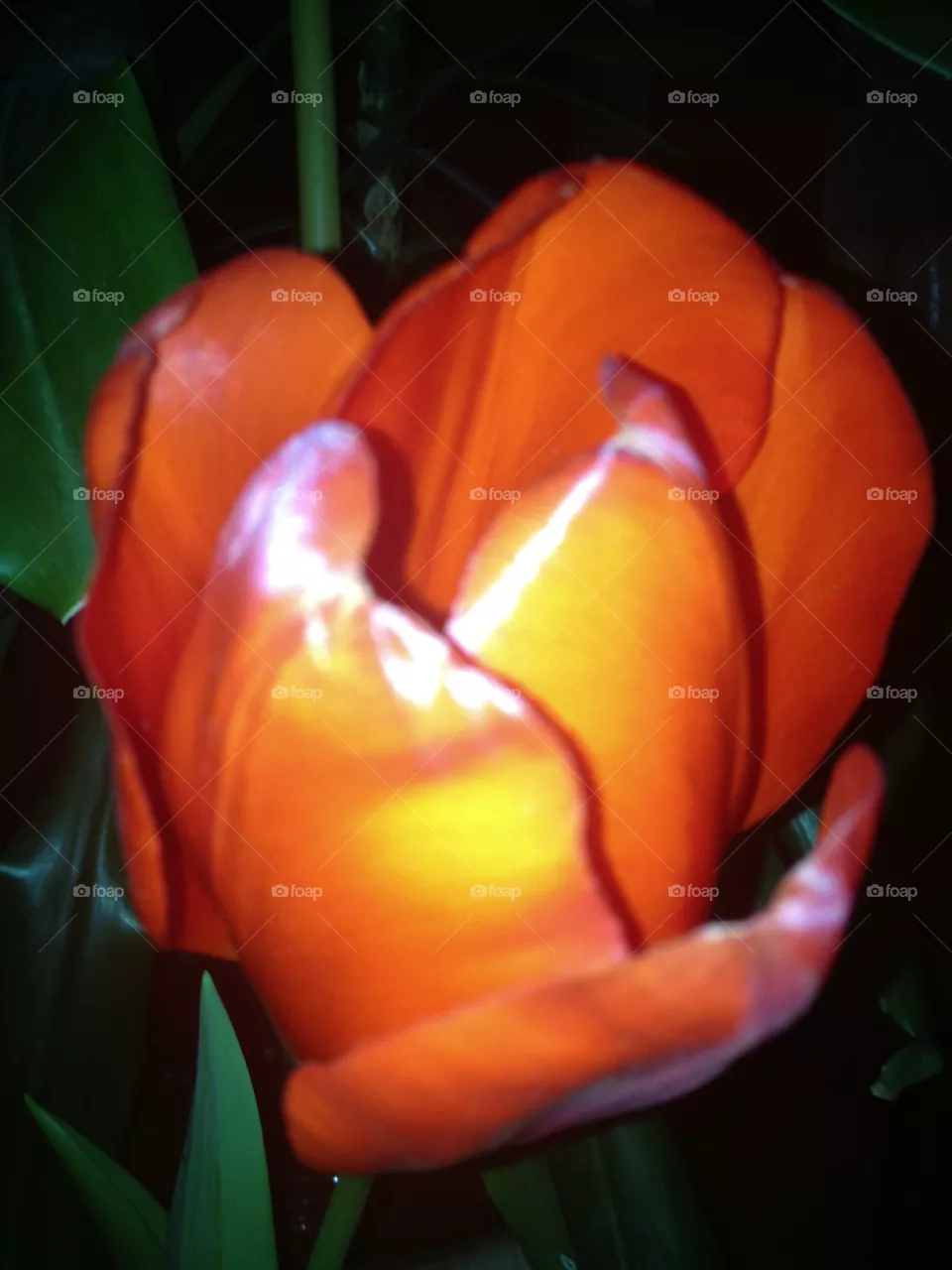 No Person, Flower, Tulip, Color, People
