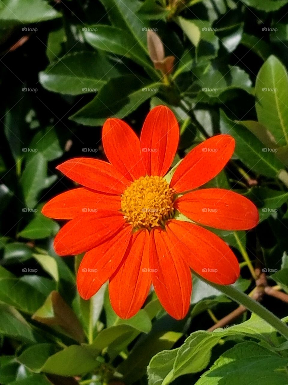 flower