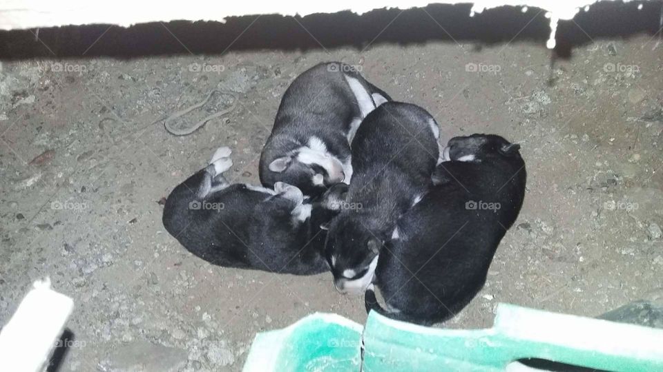 The puppies of my dog