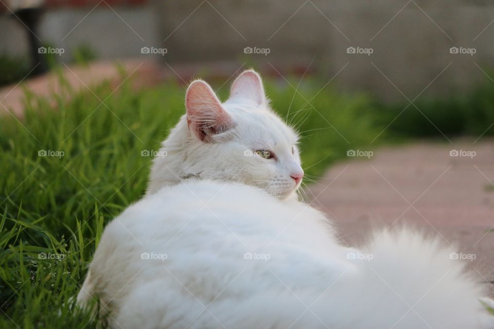 Lazy days in the sun