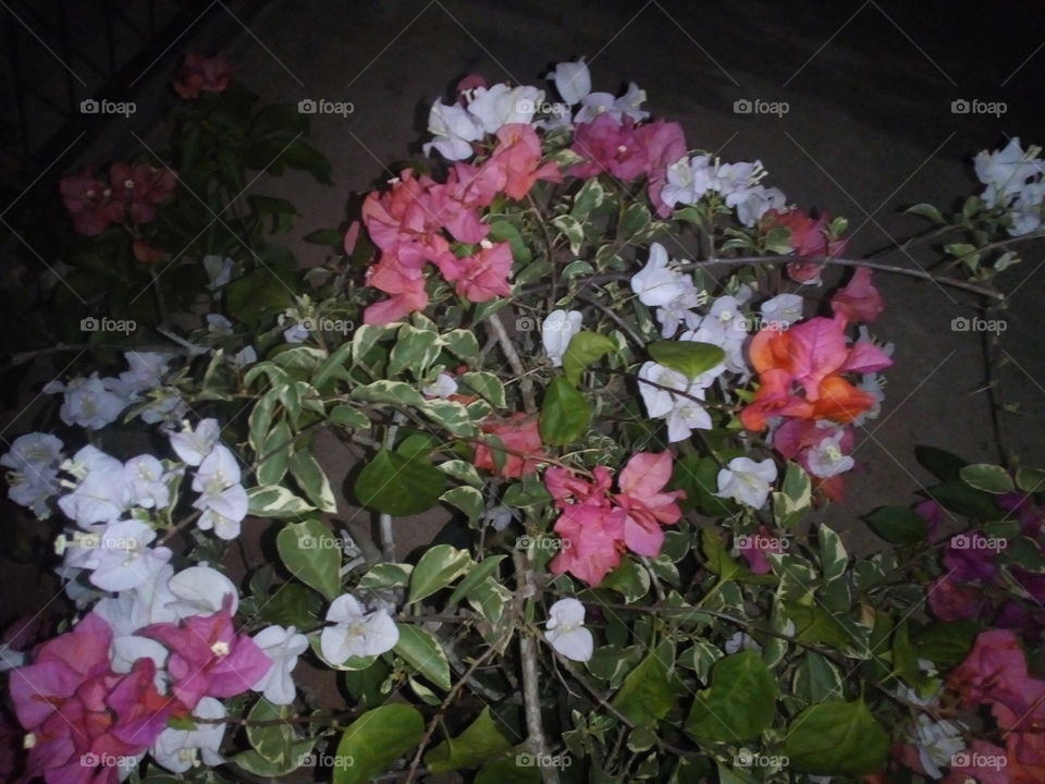 bunga