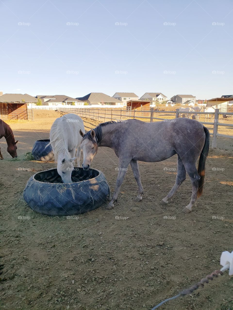 horses at feeder eating hay in pasture