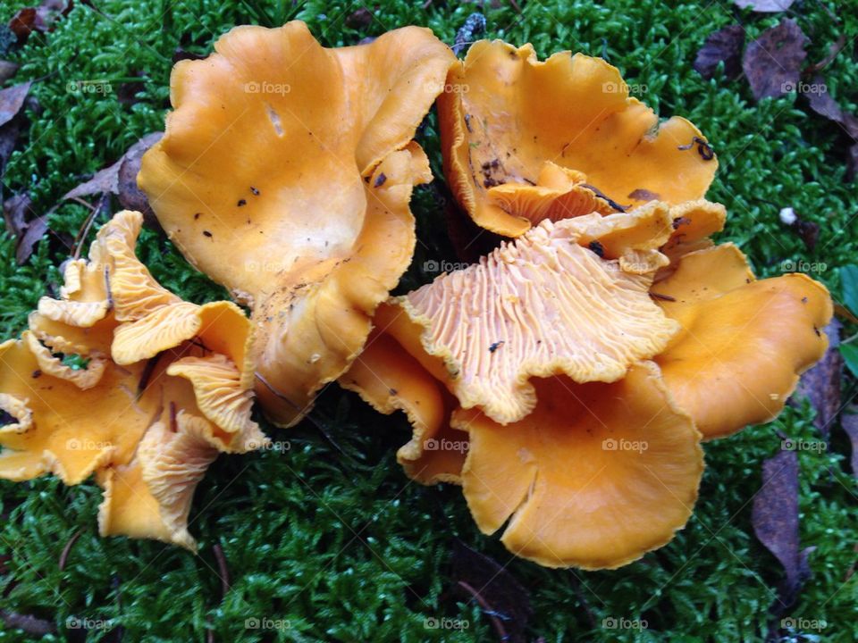 Chantarelle