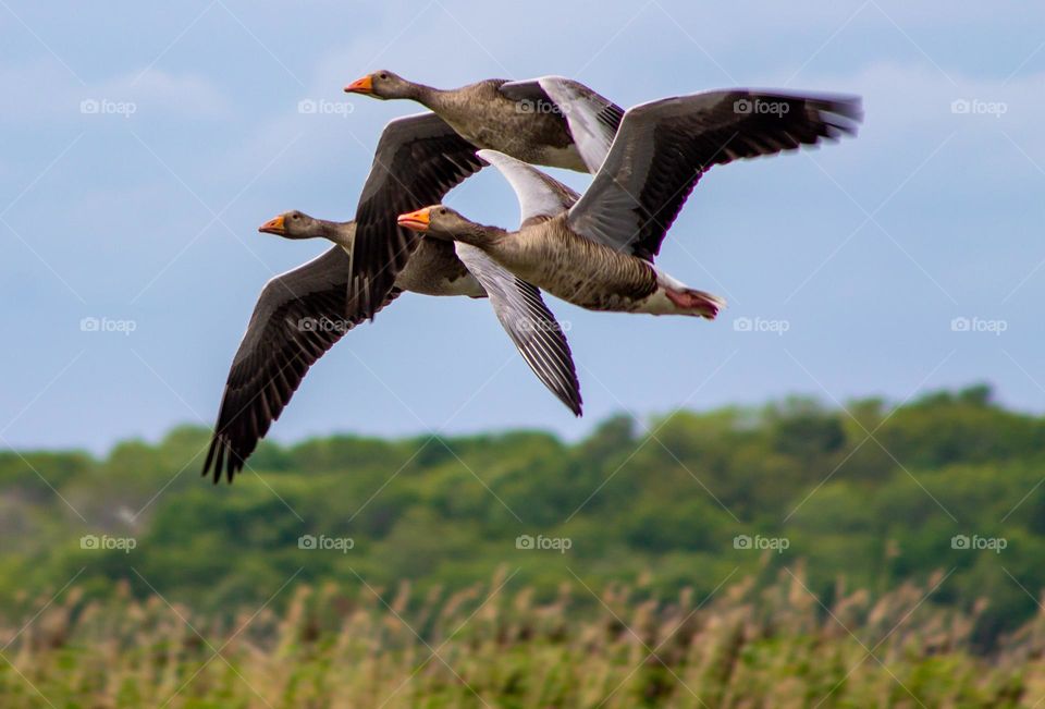 Wildlife wokes up and the nature wokes up also .
this birds are visit norway again