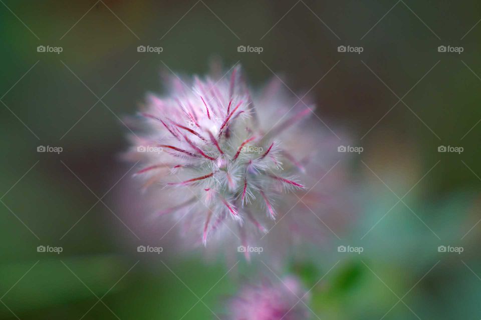 Random fern like flower