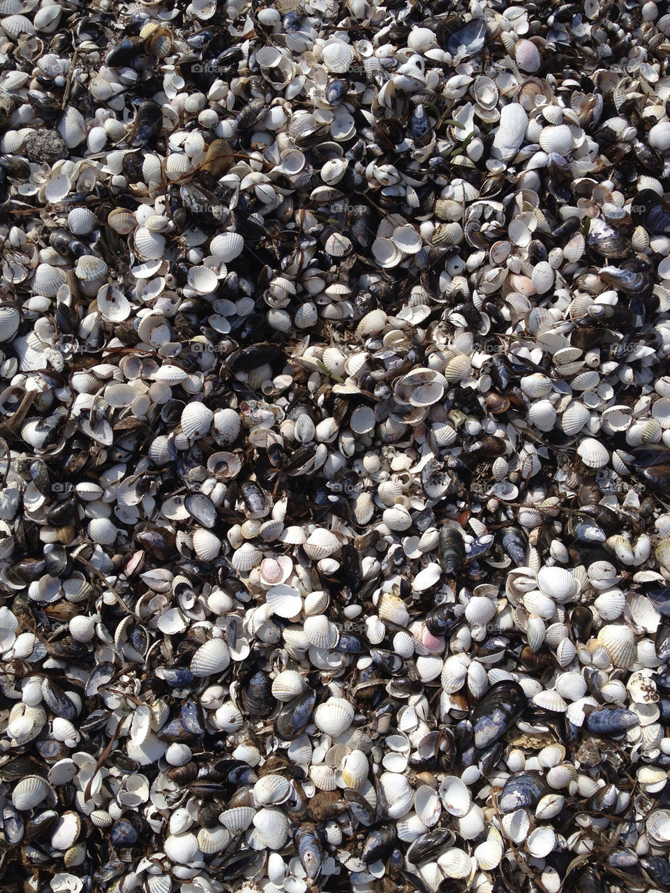 vellinge by linilivly