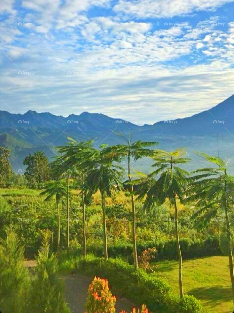 tree, mountine, & sky