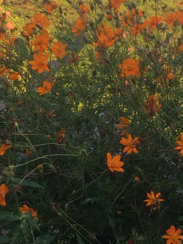 Orange Blossoms