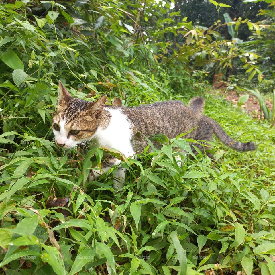 Cute kitten is among the grass