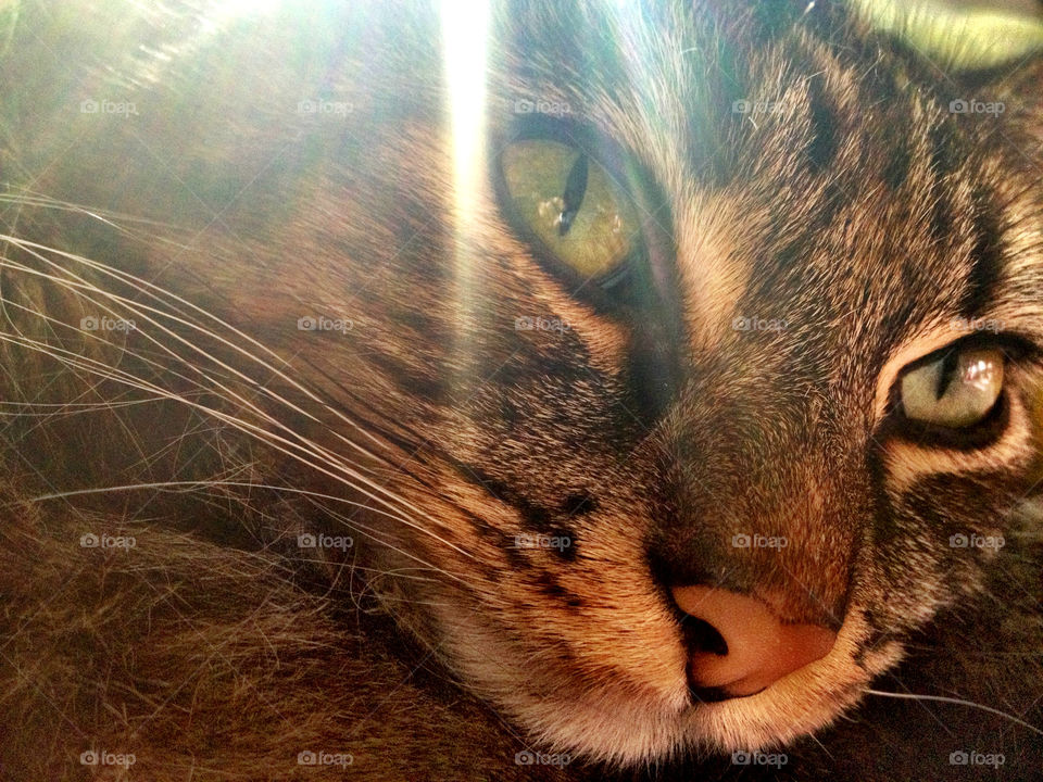 green cat eye sunlight by emmanuelgr