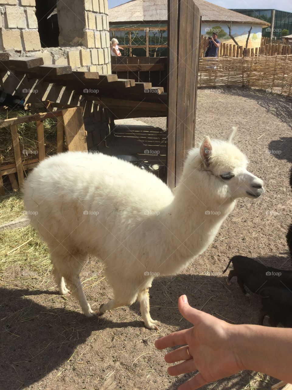 Lama