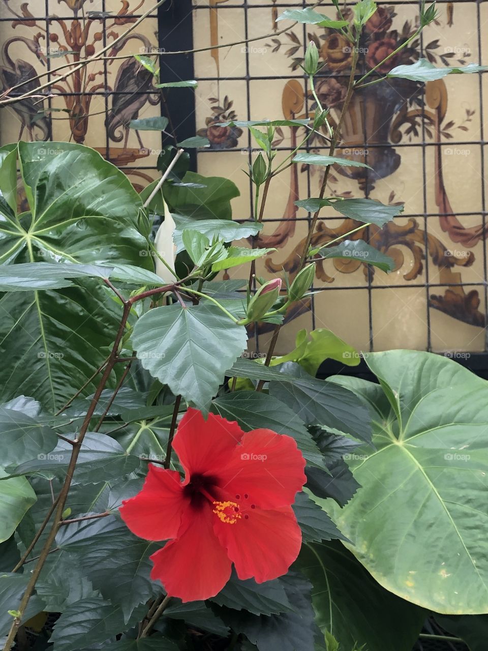 Red flower in front of Italian tile wall with green garden