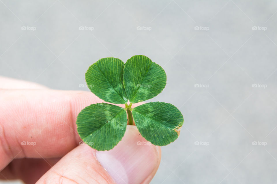 Horizontal closeup photo of a green four leaf clover being held in the fingers of a Caucasian man with a grey background