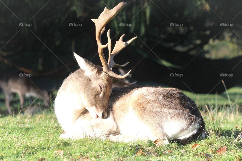 Somewhere in the woods