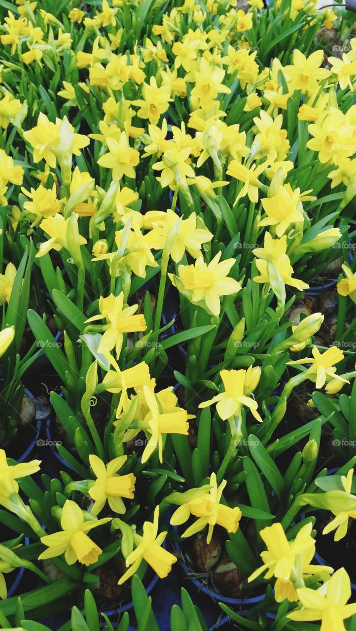 Daffodils