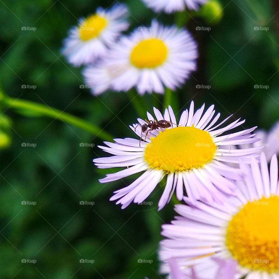 Four daisies and an ant.