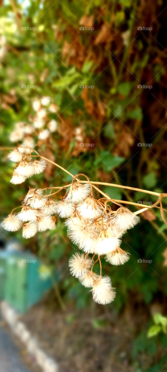 Dry plants