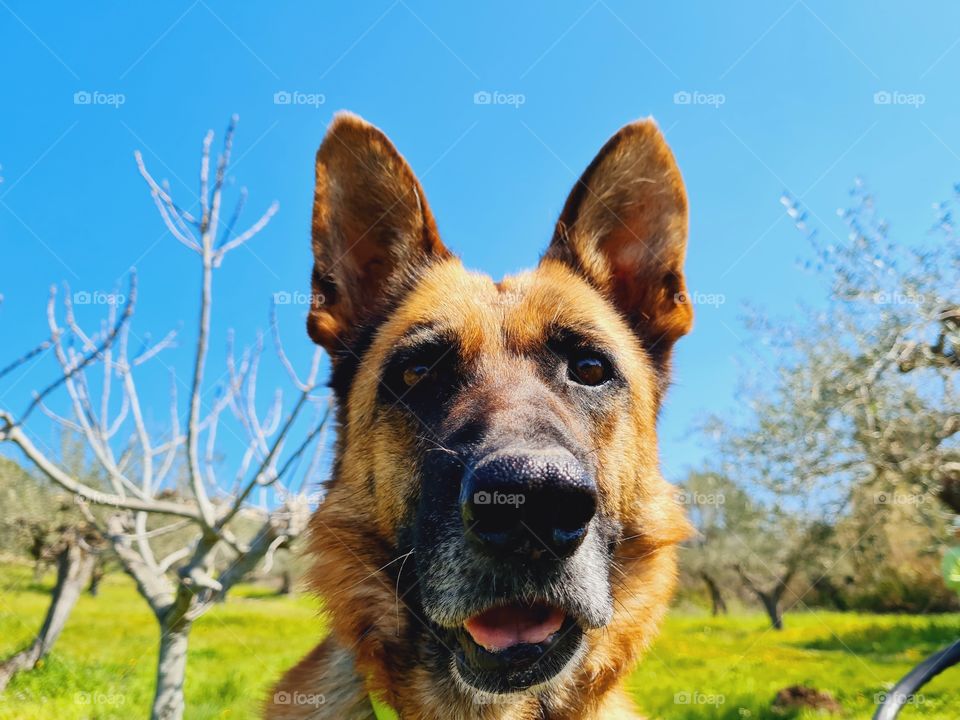 German shepherd photographed outdoors while playing and having fun