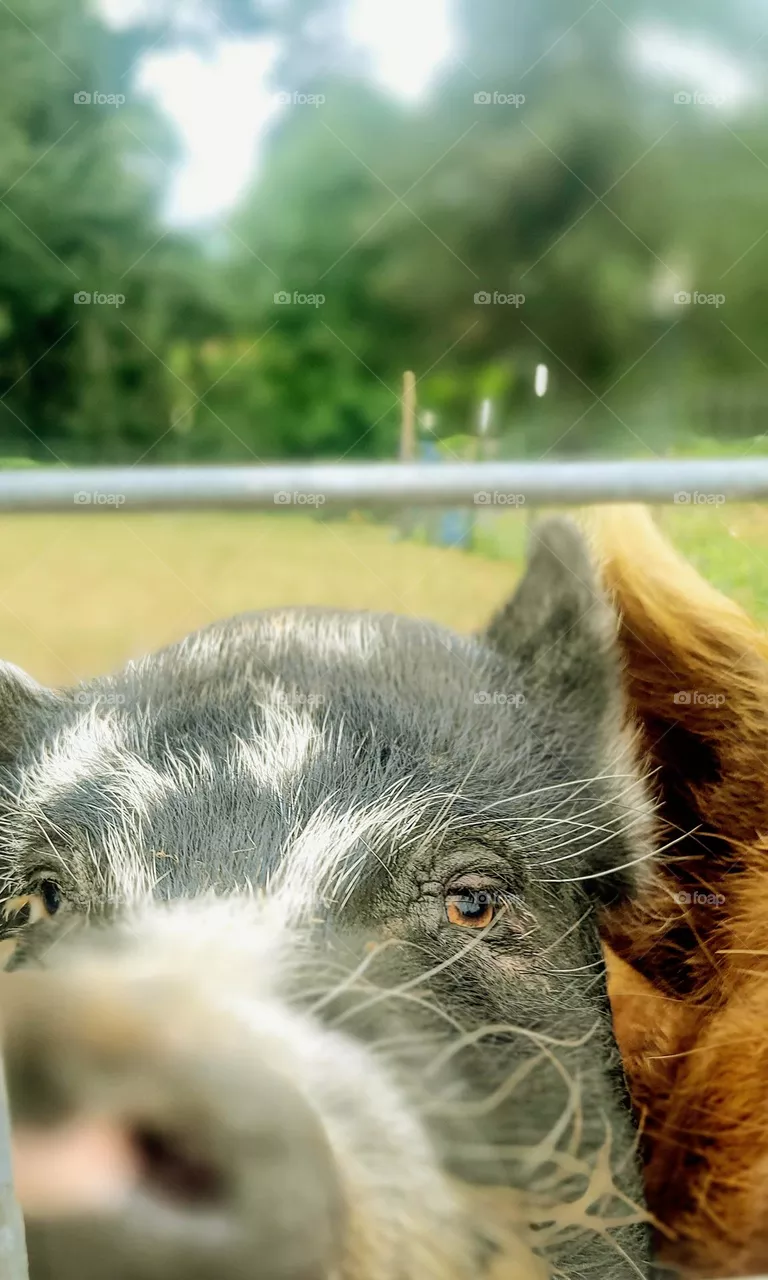 kune kune