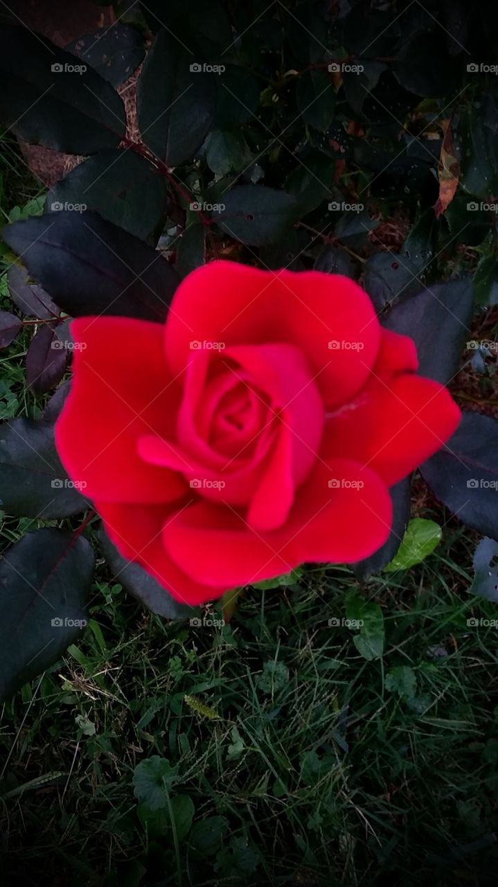 Beautiful. One of the best pics ever of a Rose. The brightest color Red I have ever seen.