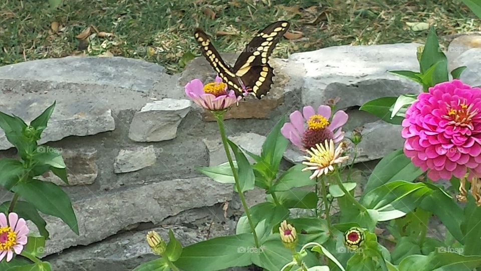 Butterflies and flowers 