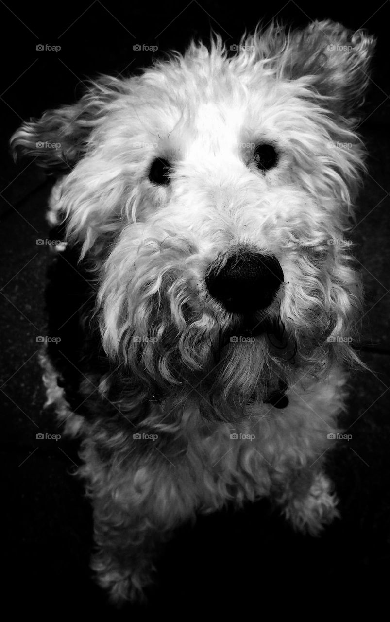 Colin looks just as cute in B&W 🐶