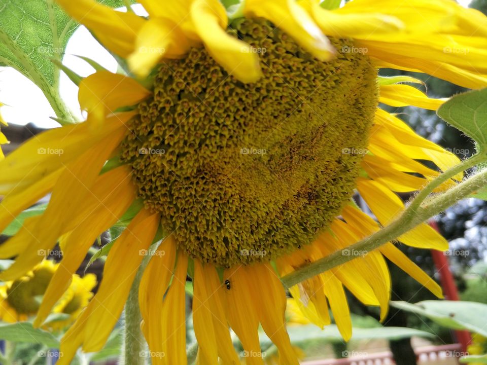 spider on sunflower