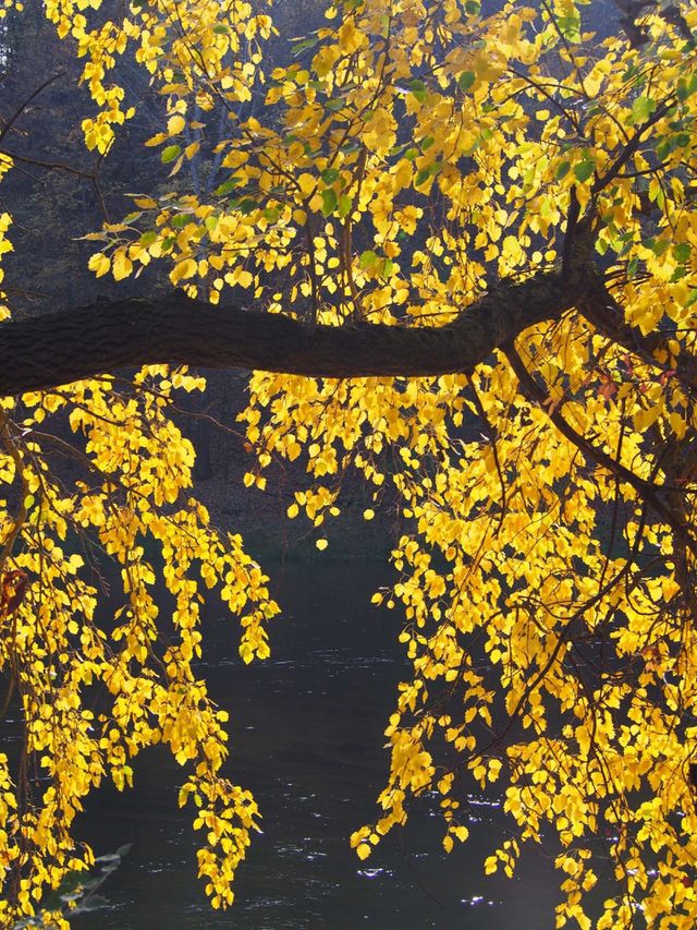 Autumn colors
