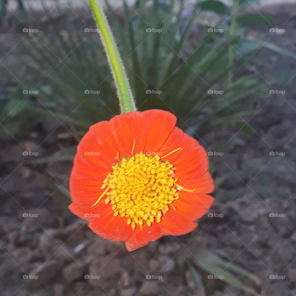 Flowers bring joy to the hearts.