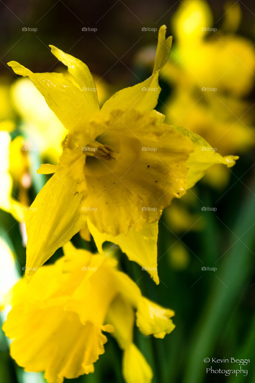 Yellow Beauty