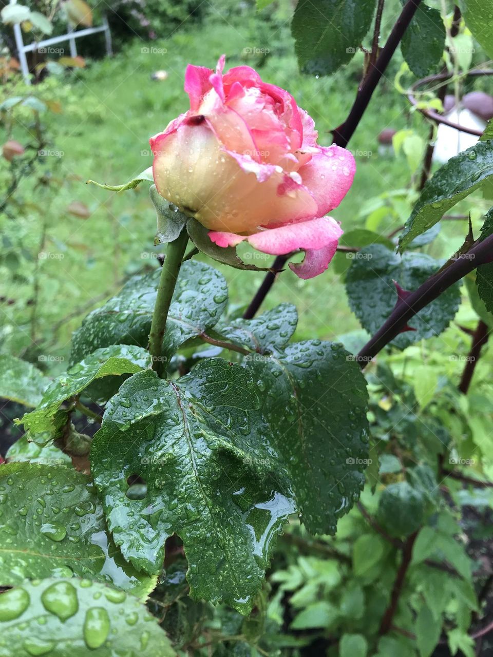 Pink rose after rain 