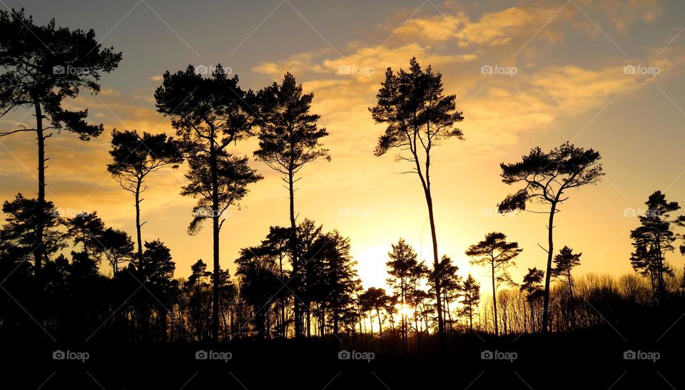 magical forest in Marchiennes North of France