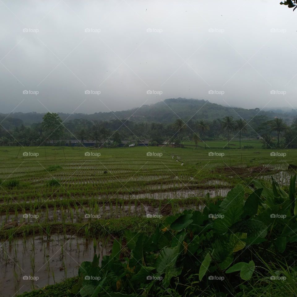 View of rice fields during drizzle