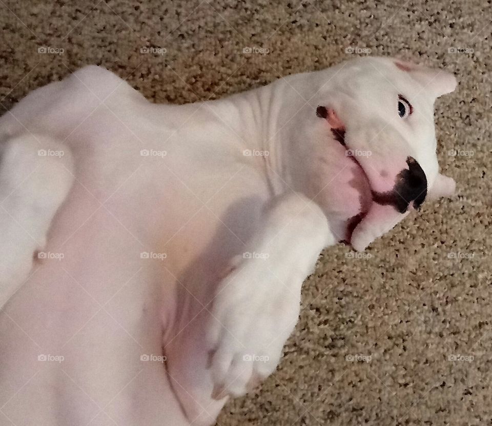 Dogo Argentino