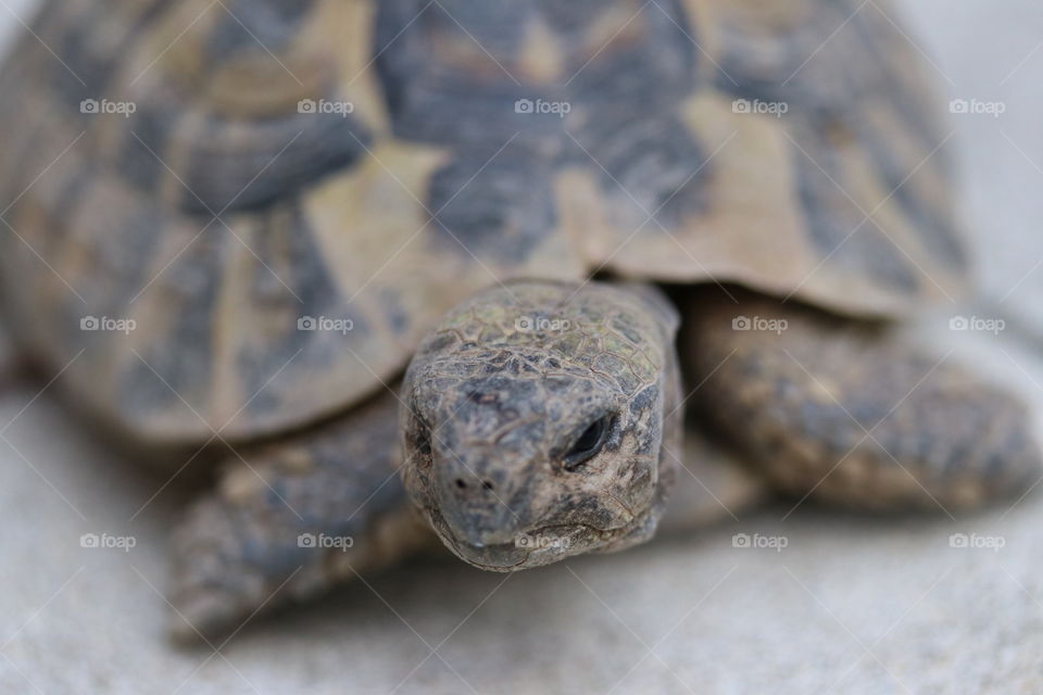 Turtle