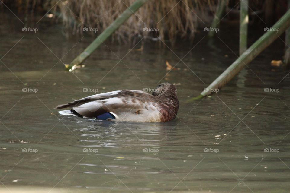 Duck, Water, Pool, Bird, Lake