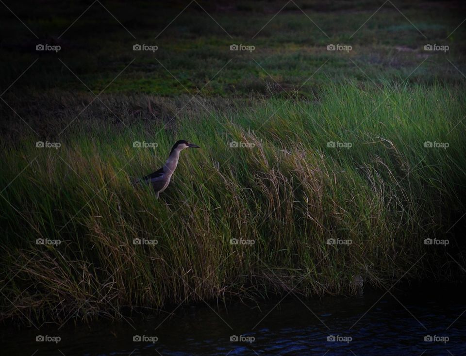 Bird, Water, Marsh, Wildlife, Nature