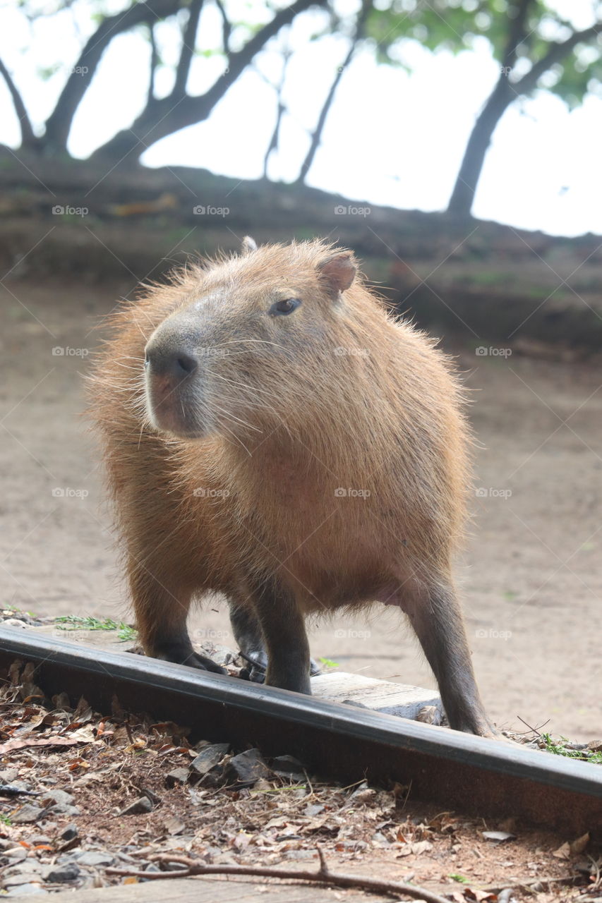capivara