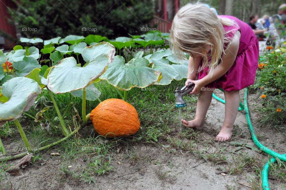 Watering the pumpkin patch