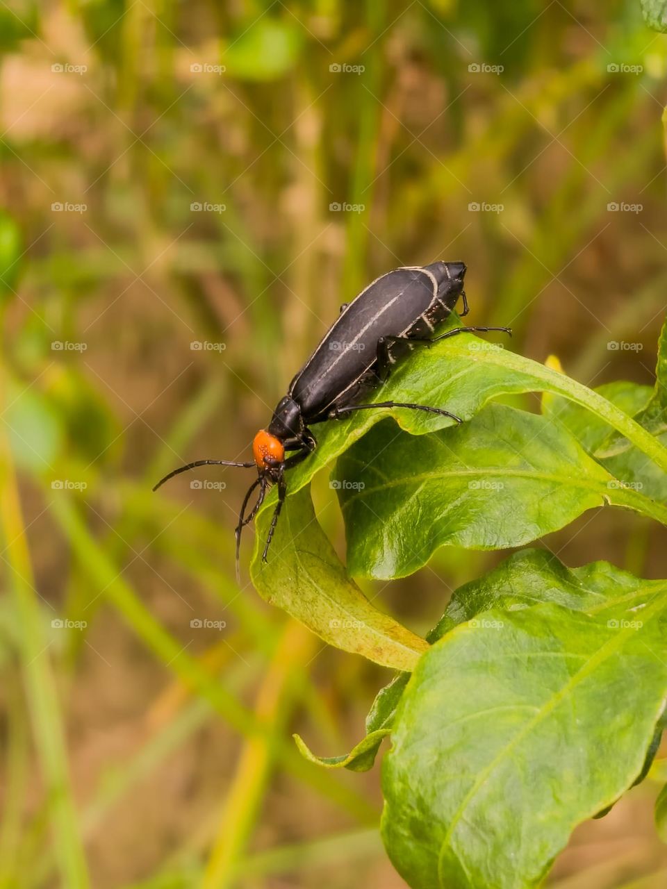 Epicauta a species of insect