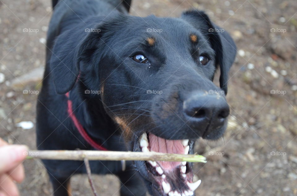 this photo represents my black dog catching the stick which I hold in my hand, you can see its open mouth