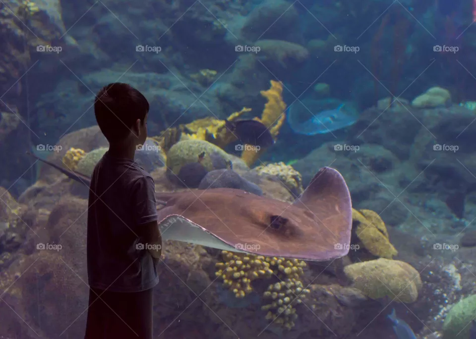 boy watching giant manta ray swimming in an aquarium tank