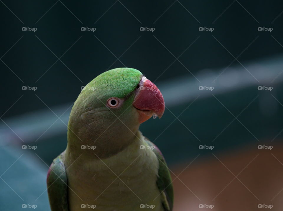 Indian ringneck parrot close up